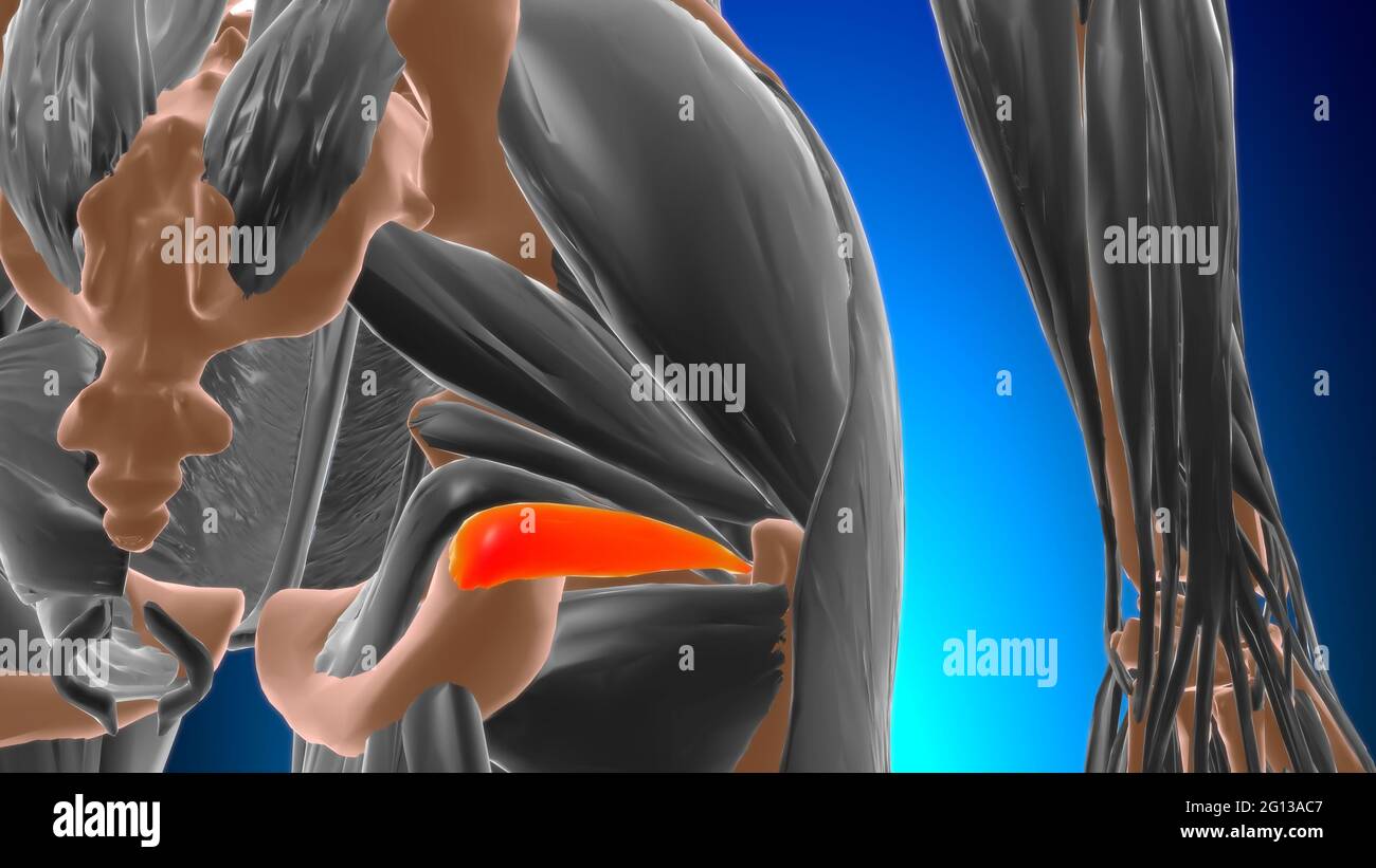 Anatomia muscolare inferiore di Gemellus per l'illustrazione 3D del concetto medico Foto Stock