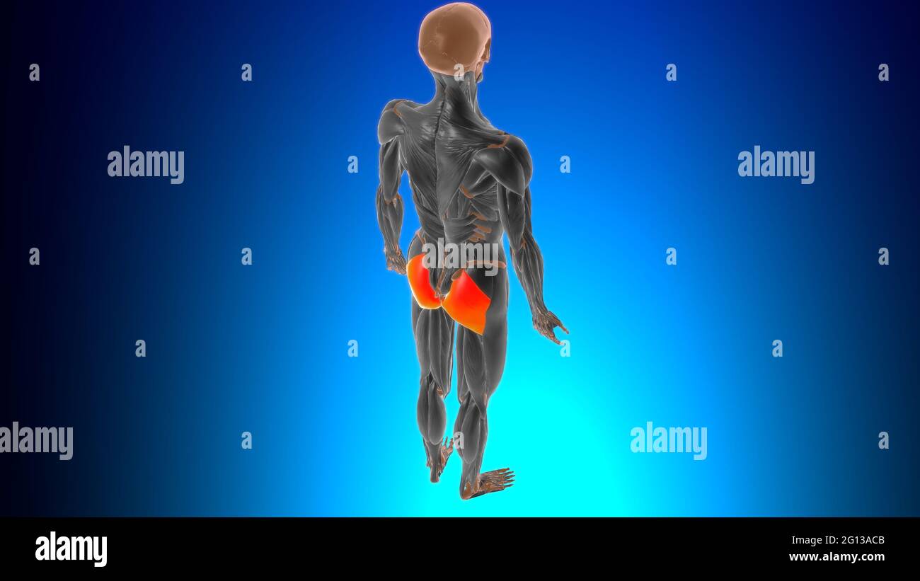 Anatomia muscolare gluteo massimo per l'illustrazione 3D del concetto medico Foto Stock
