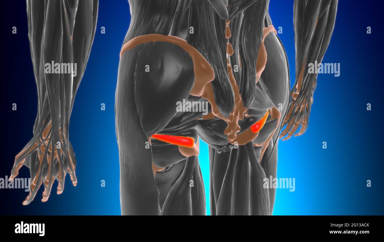 Anatomia muscolare inferiore di Gemellus per l'illustrazione 3D del concetto medico Foto Stock