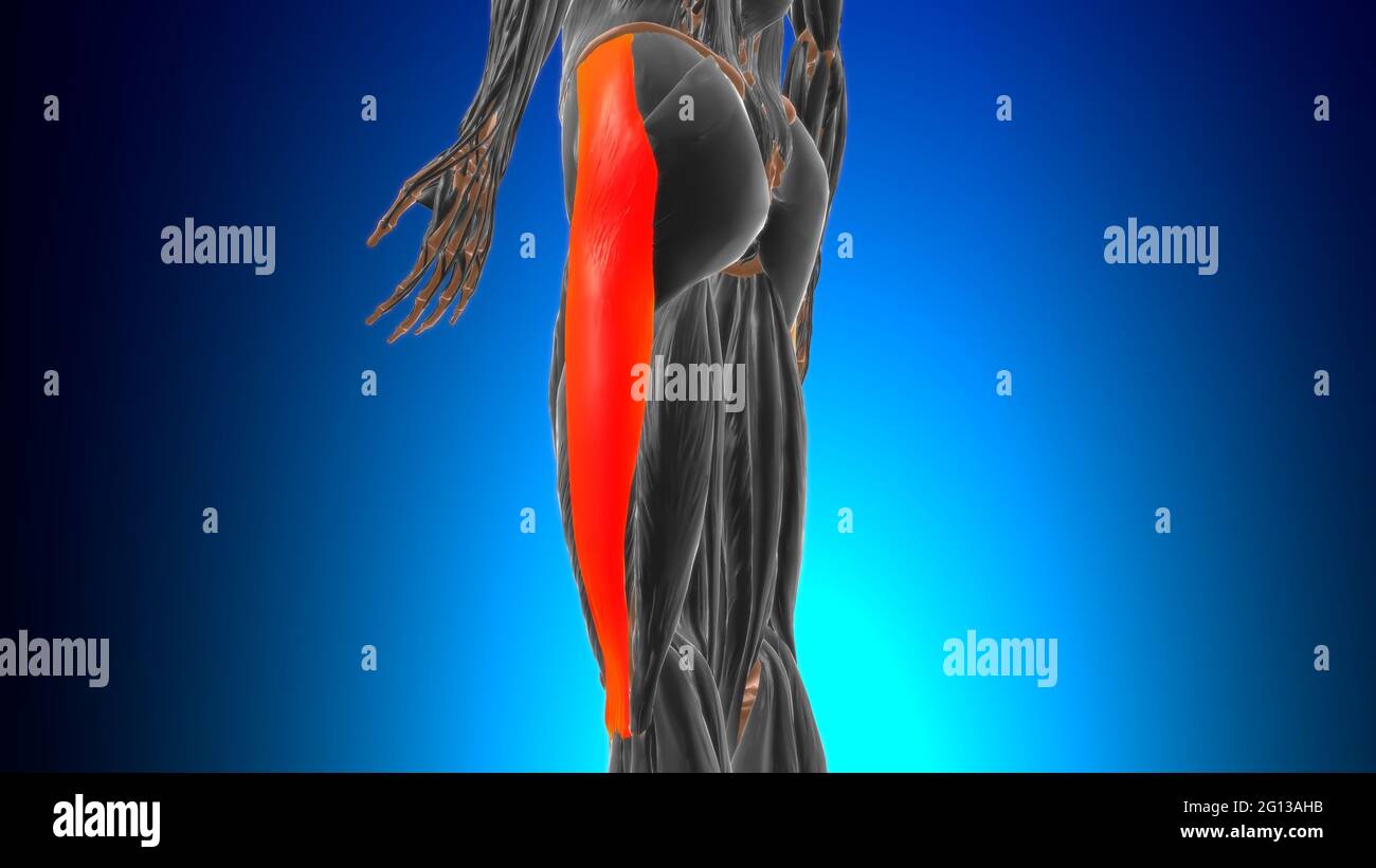 Anatomia del tratto o della banda ibiale per l'illustrazione 3D di Medical Concept Foto Stock