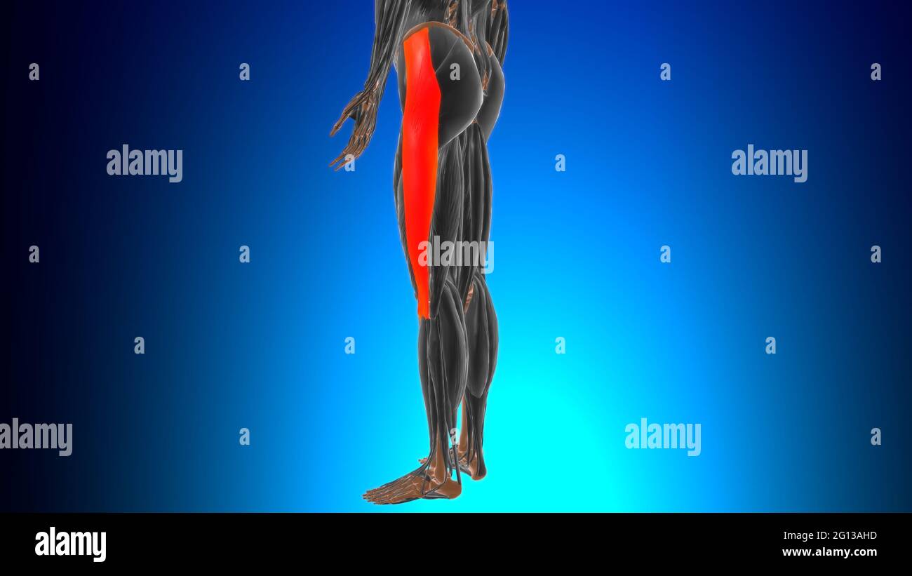 Anatomia del tratto o della banda ibiale per l'illustrazione 3D di Medical Concept Foto Stock