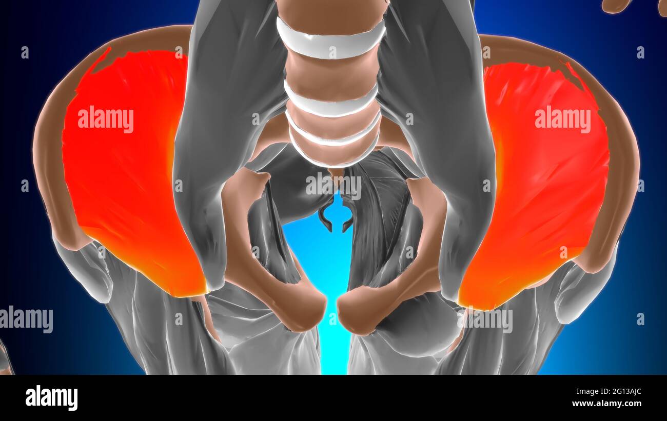 Anatomia muscolare di Iliacus per l'illustrazione 3D del concetto medico Foto Stock