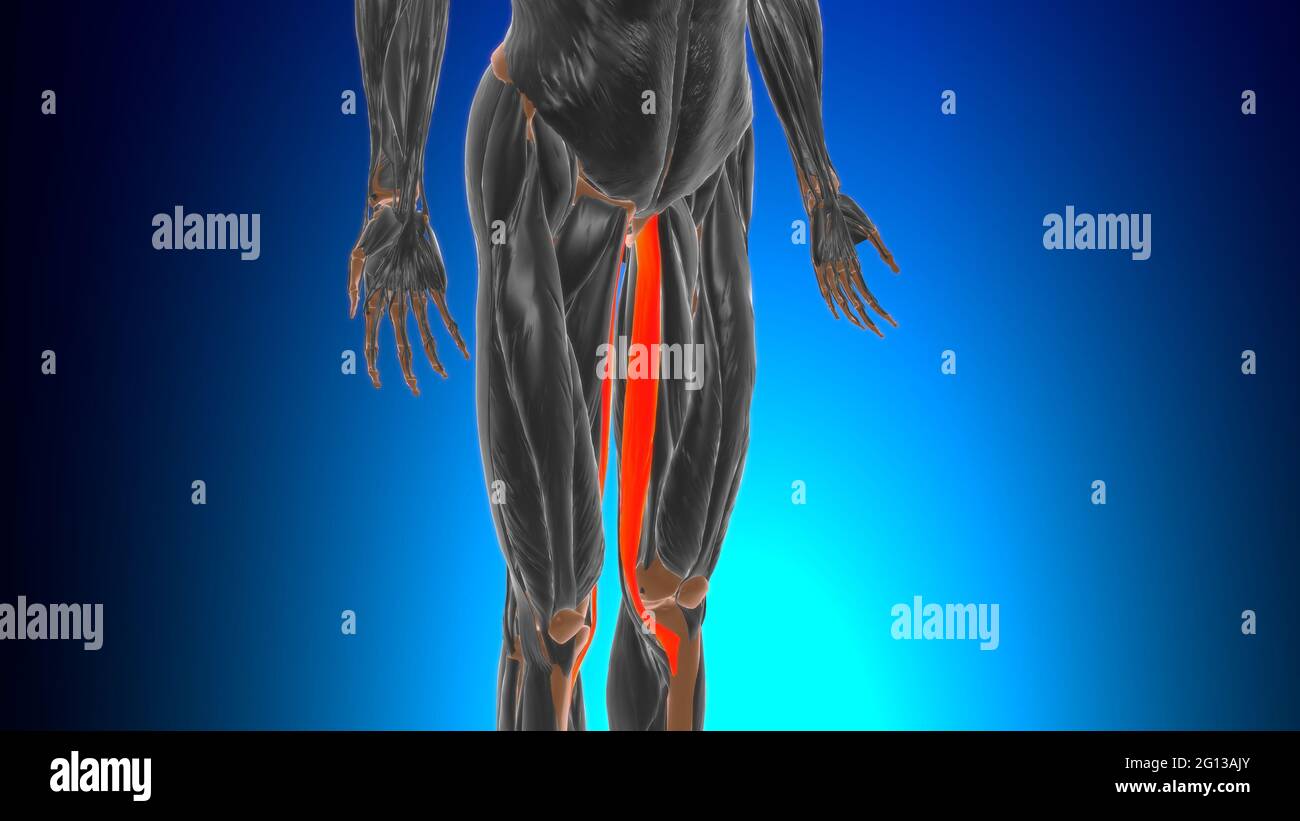 Anatomia muscolare di gracilis per l'illustrazione 3D del concetto medico Foto Stock