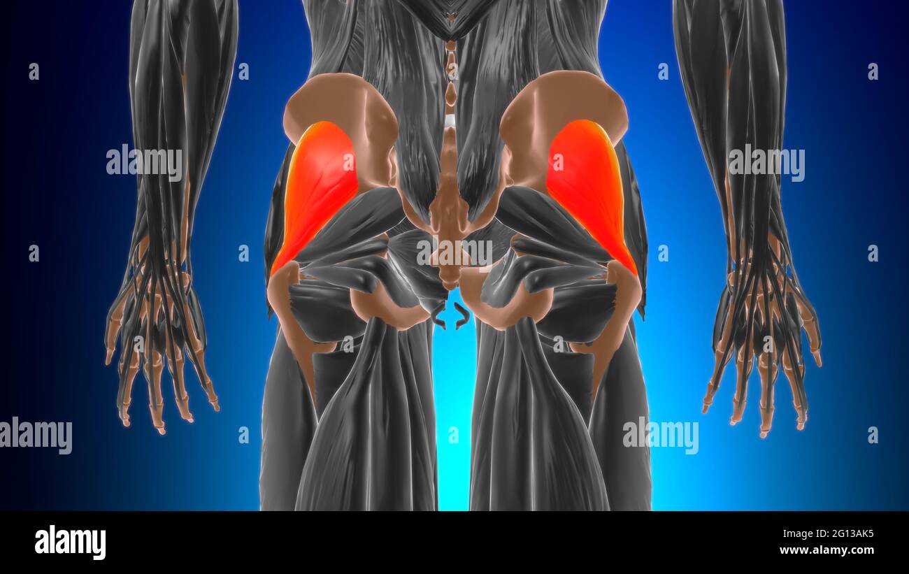 Anatomia muscolare minima del gluteo per l'illustrazione 3D del concetto medico Foto Stock