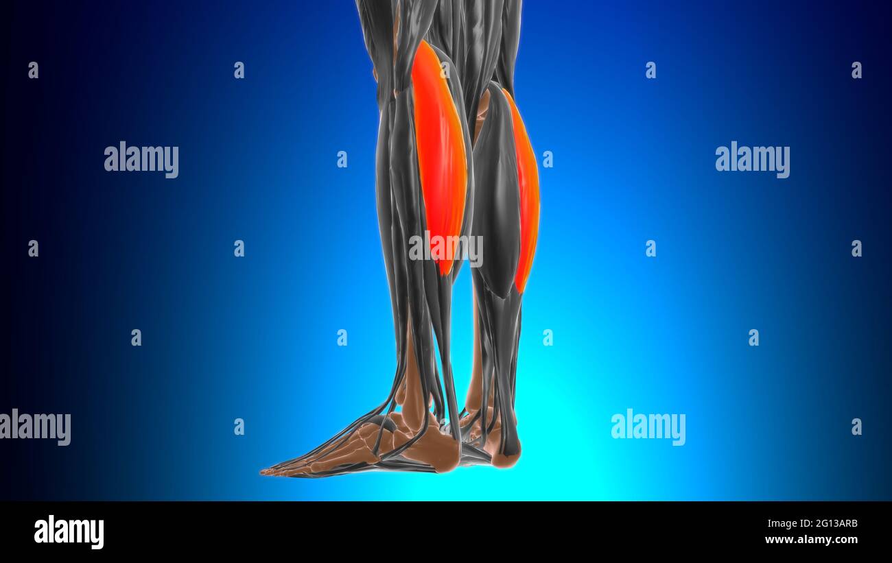 Testa laterale del gastrocnemio Anatomia muscolare per l'illustrazione 3D del concetto medico Foto Stock