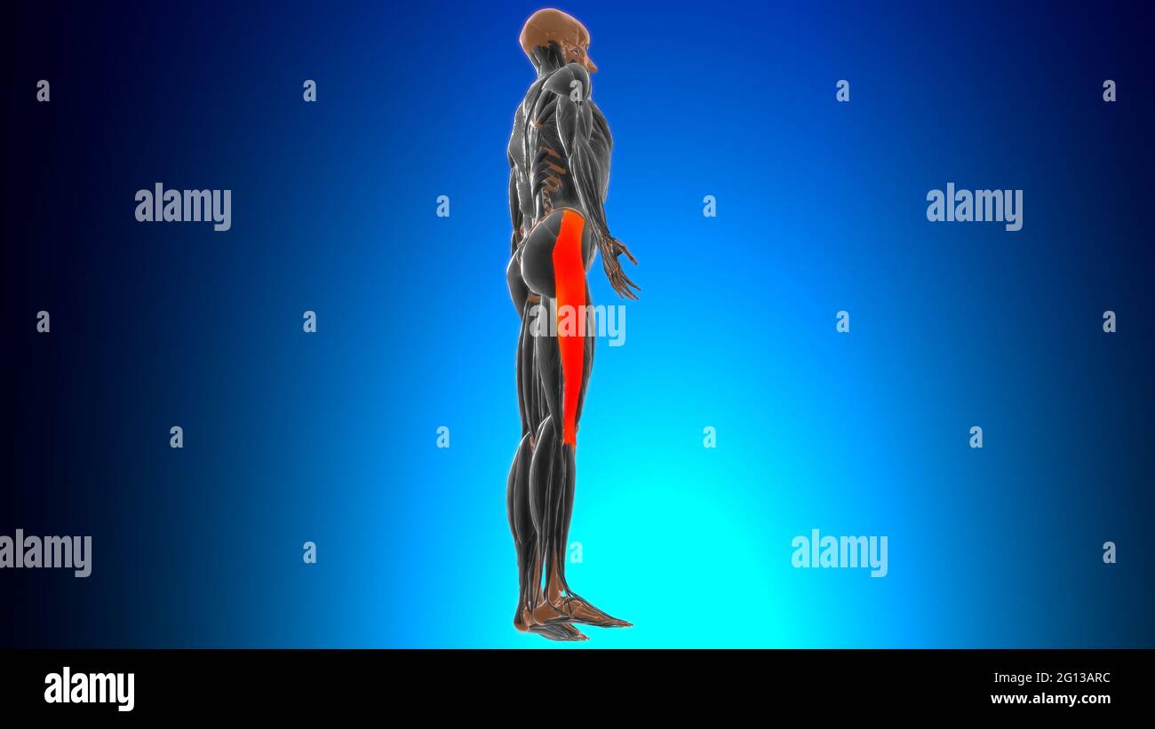 Anatomia del tratto o della banda ibiale per l'illustrazione 3D di Medical Concept Foto Stock