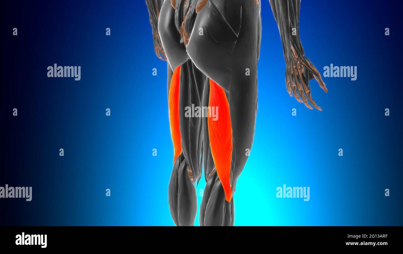 Testa lunga di bicipite femorale Anatomia muscolare per l'illustrazione 3D di Medical Concept Foto Stock