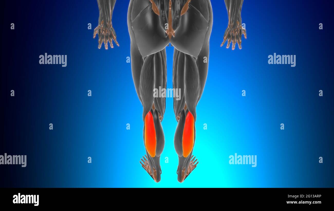 Testa laterale del gastrocnemio Anatomia muscolare per l'illustrazione 3D del concetto medico Foto Stock