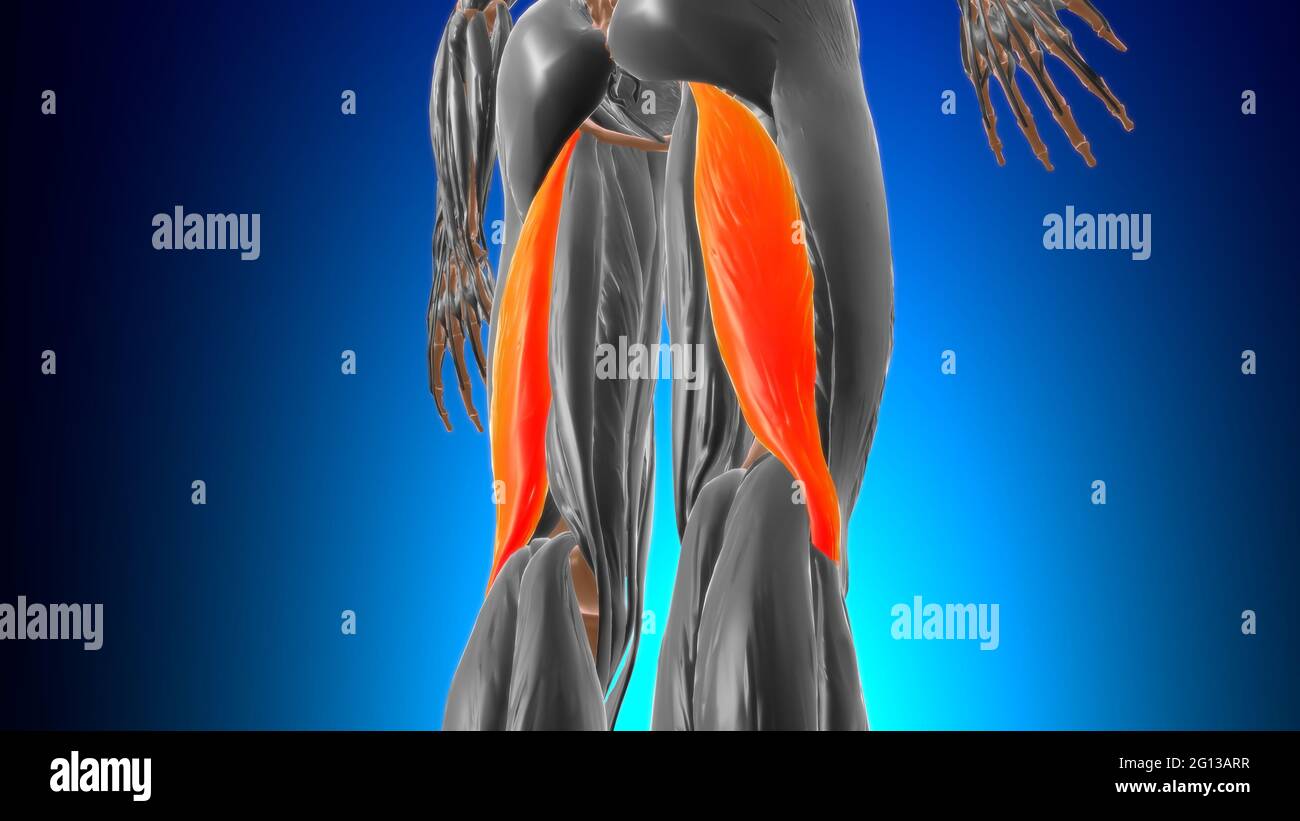 Testa lunga di bicipite femorale Anatomia muscolare per l'illustrazione 3D di Medical Concept Foto Stock