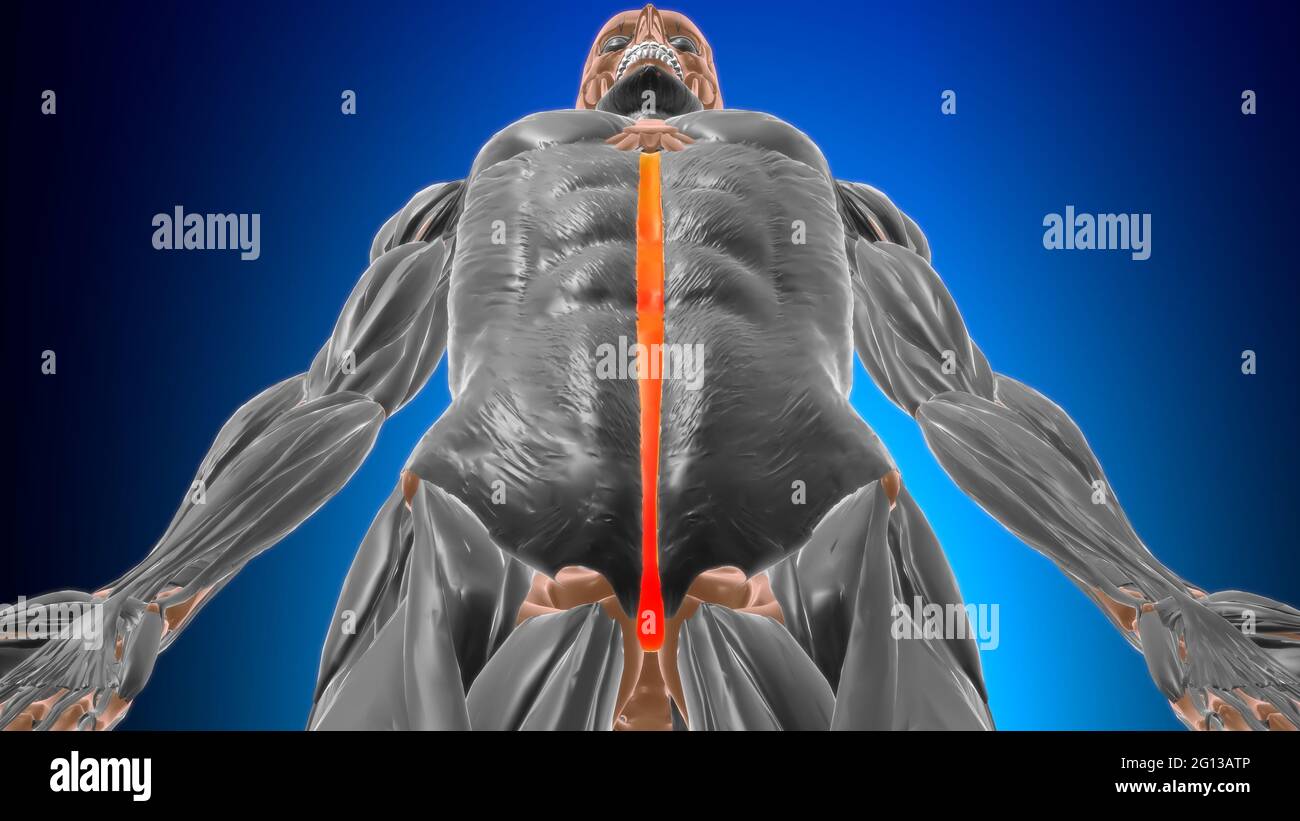 Anatomia di linea alba per l'illustrazione 3D del concetto medico Foto Stock