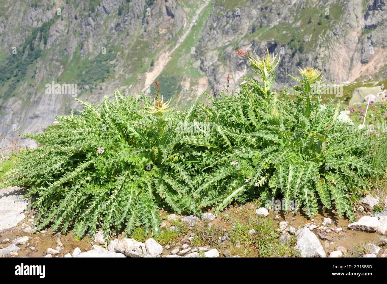 Il tistolo Spiniest (Cirsium spinosissimum) è una pianta perenne spinosa originaria delle Alpi e dei Balcani. Questa foto è stata scattata nelle Alpi francesi, vicino a Chamonix. Foto Stock