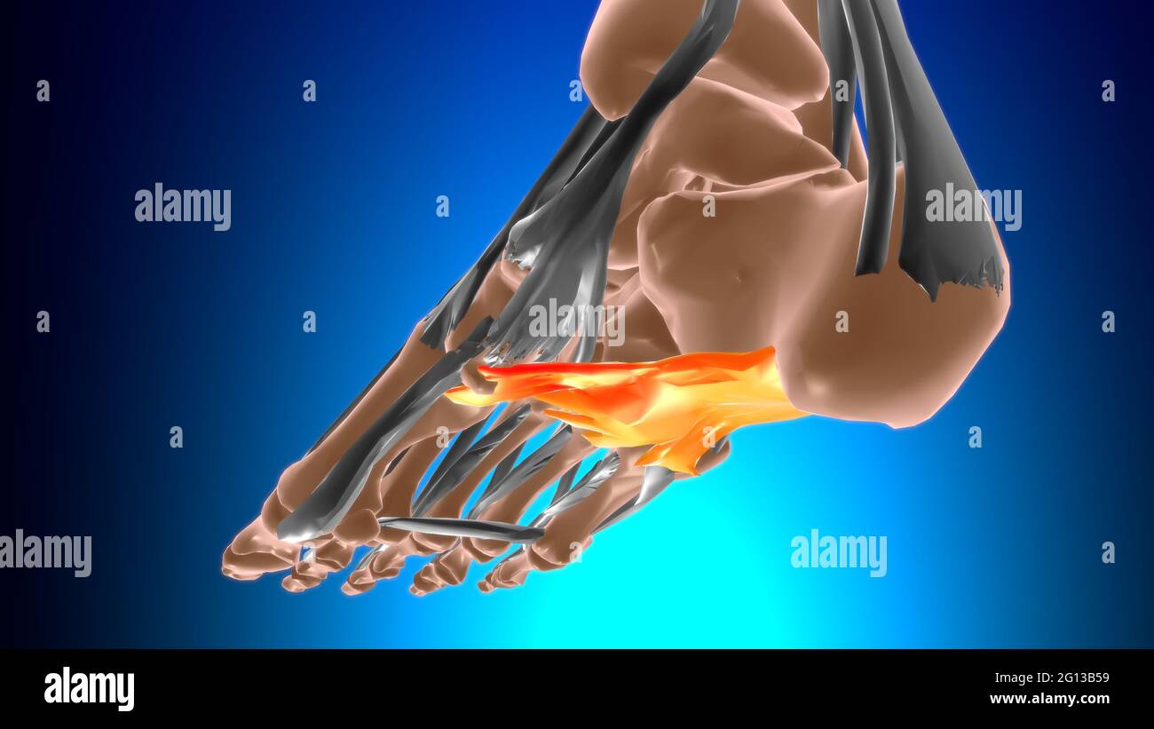 Anatomia del legamento plantare lungo per l'illustrazione 3D del concetto medico Foto Stock