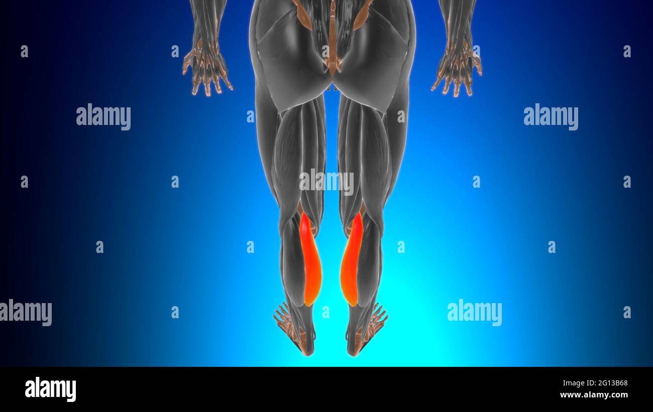 Testa mediale del gastrocnemio Anatomia muscolare per l'illustrazione 3D del concetto medico Foto Stock