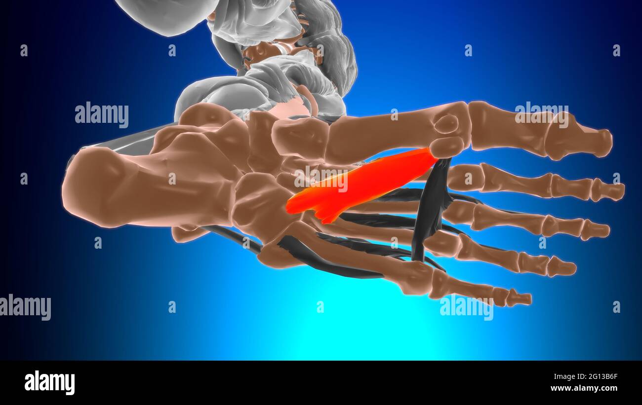 Testa obliqua dell'adduttore allucis Anatomia muscolare per l'illustrazione 3D del concetto medico Foto Stock