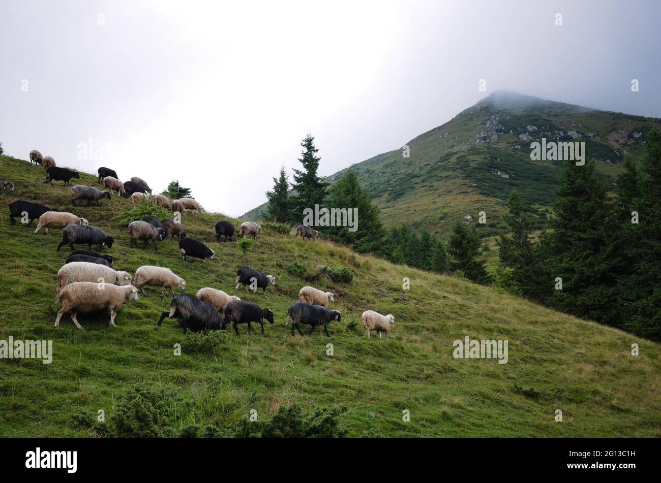 Mandria di pecore bianche e nere pascolano liberamente sul prato dei Carpazi, Ucraina. Cielo sovrastato, abeti e Petros montagna sullo sfondo Foto Stock