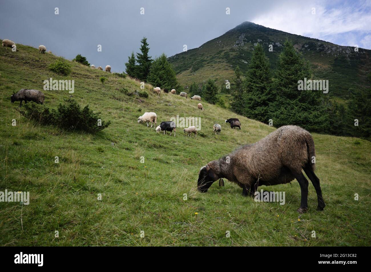 Pecora con campana sul collo mangia erba verde fresca appoggiata sulle ginocchia negli altopiani dei Carpazi, Ucraina. Gregge di pecore sul pascolo libero in montagna Foto Stock