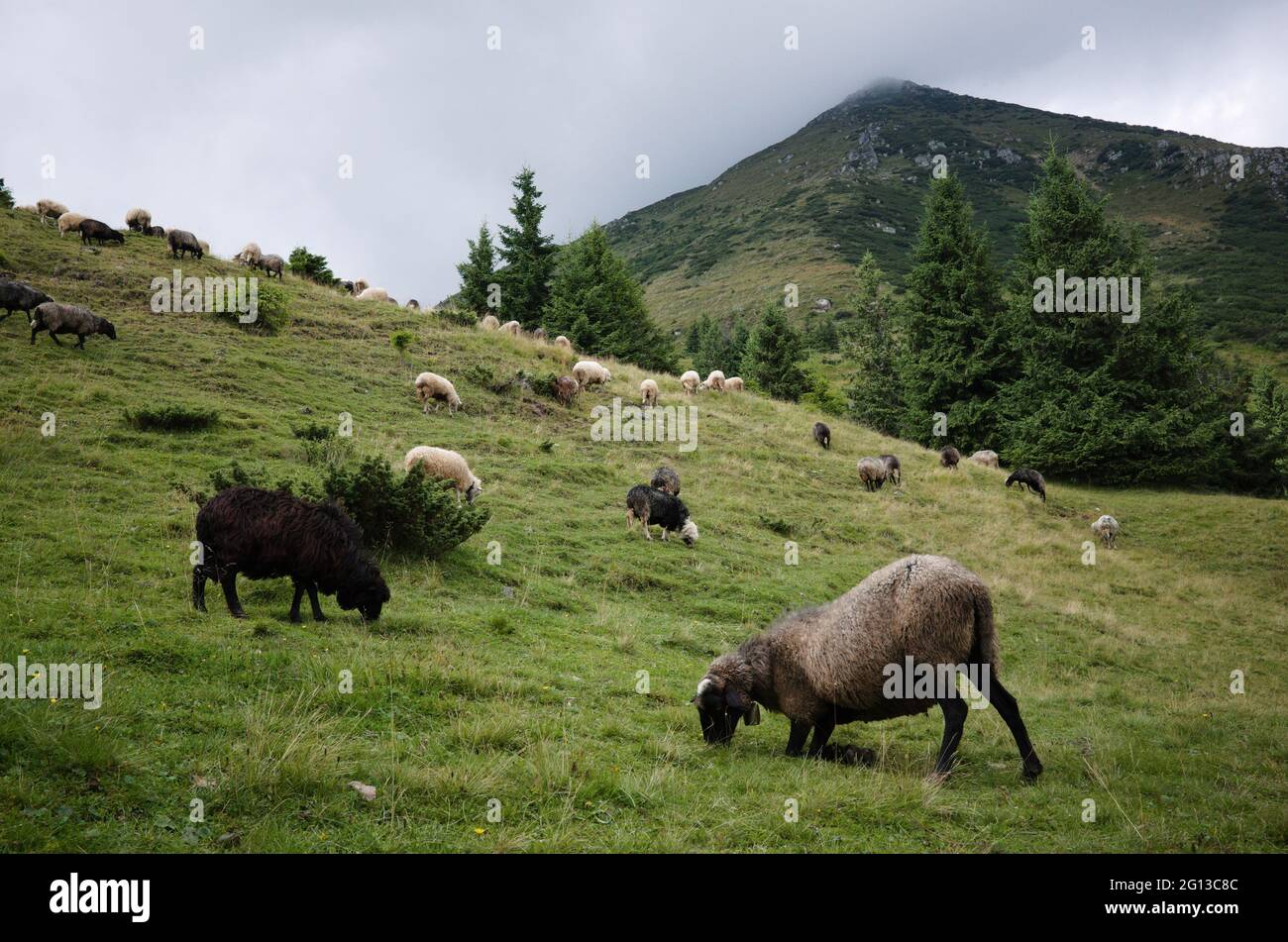 Pecore da pascolo libere nei Carpazi vicino alla montagna chiamata Petros in Ucraina. Gregge di pecore su prato verde in montagna. Cielo nuvoloso e vetta di montagna Foto Stock