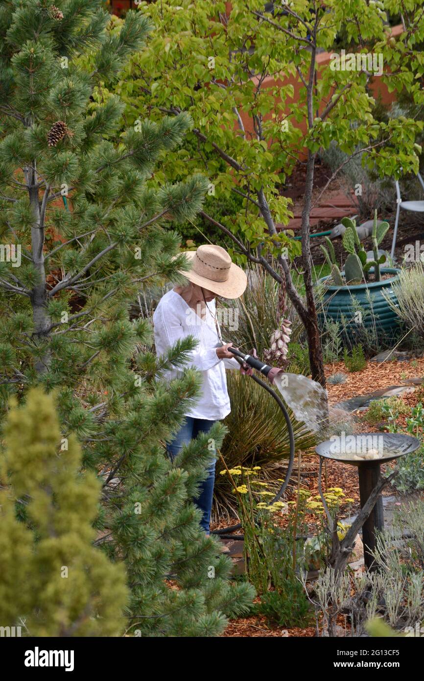 Una donna anziana infonderà il suo giardino con un tubo dell'acqua a Santa Fe, New Mexico. Foto Stock