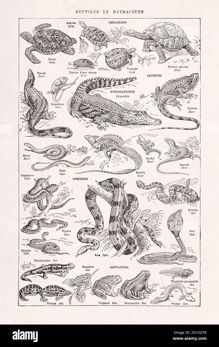 Vecchia illustrazione sui rettili stampata in un dizionario francese dall'editore Larousse nel 1889. Foto Stock
