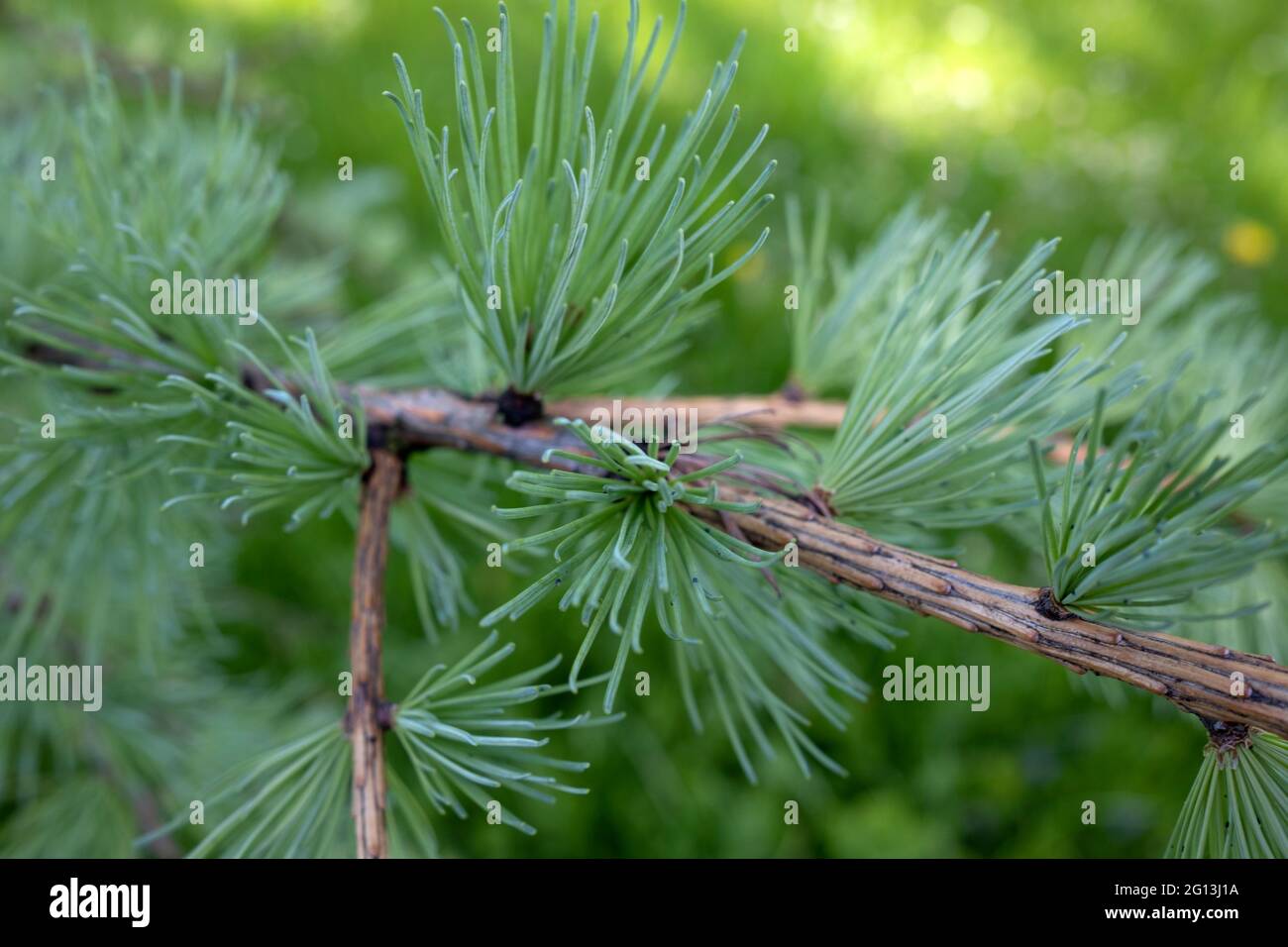 Elegante bellezza di Larix decidua, il larice europeo foglie in primo piano Foto Stock