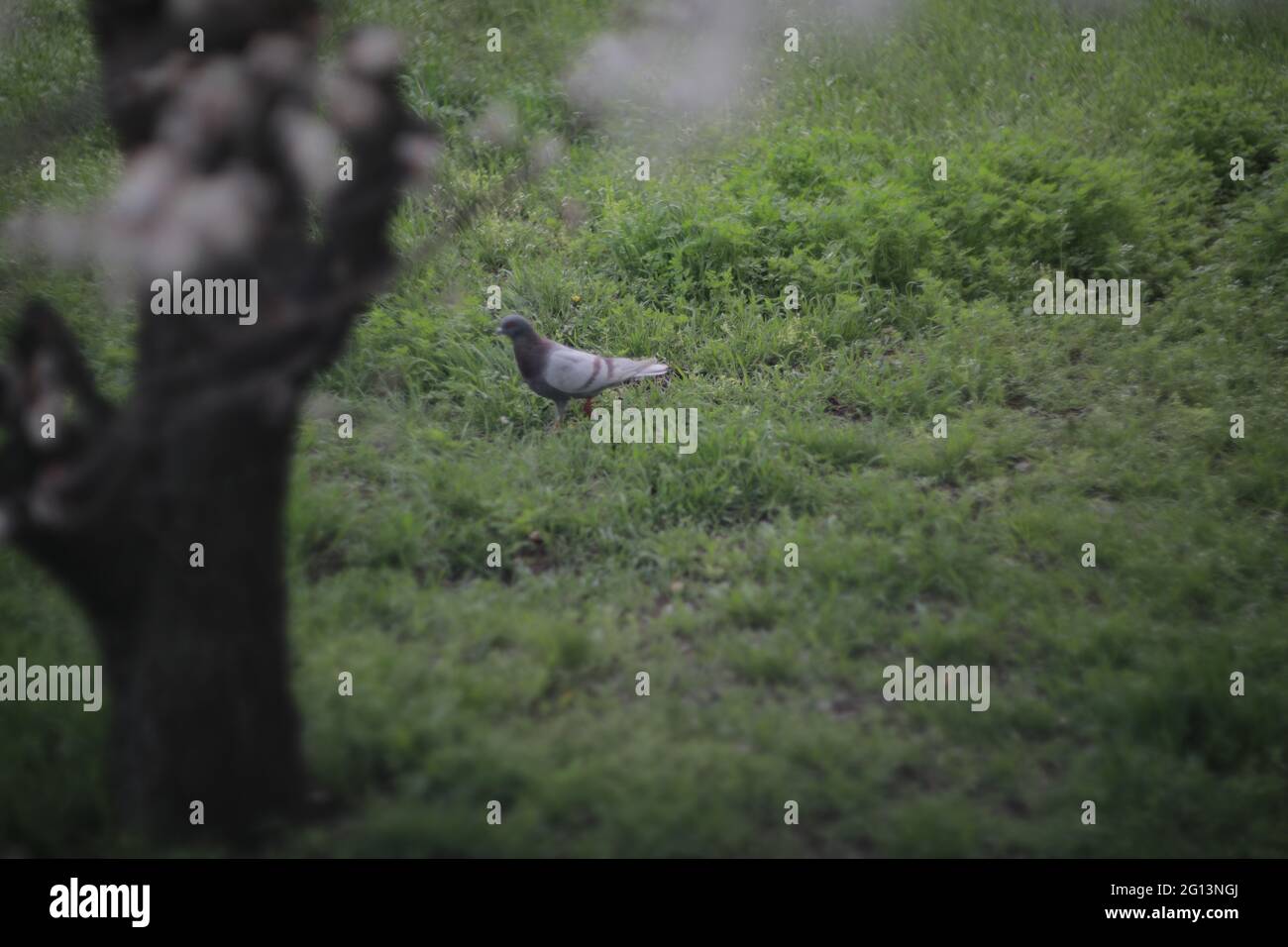 Un uccello in piedi su un lussureggiante campo verde Foto Stock