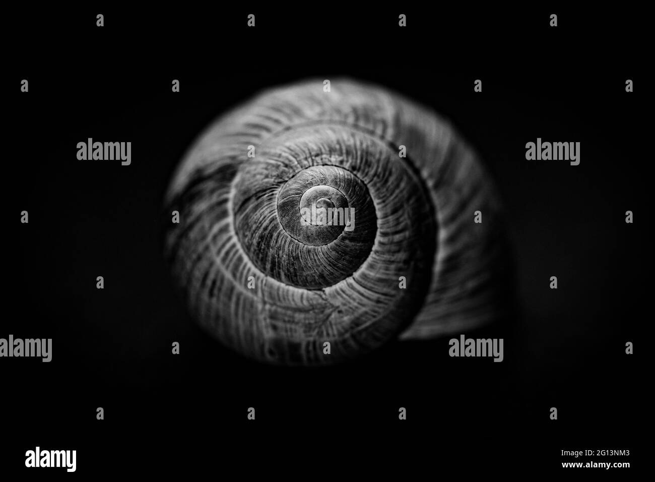 guscio di lumaca ancora vita Foto Stock