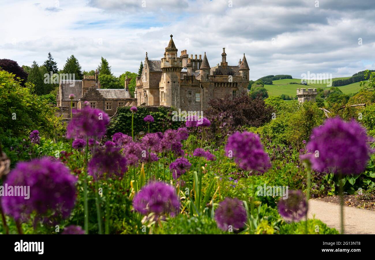 Fiori di allum in fiore nel giardino murato presso Abbotsford House a Melrose , Scottish Borders, Scotland, UK Foto Stock