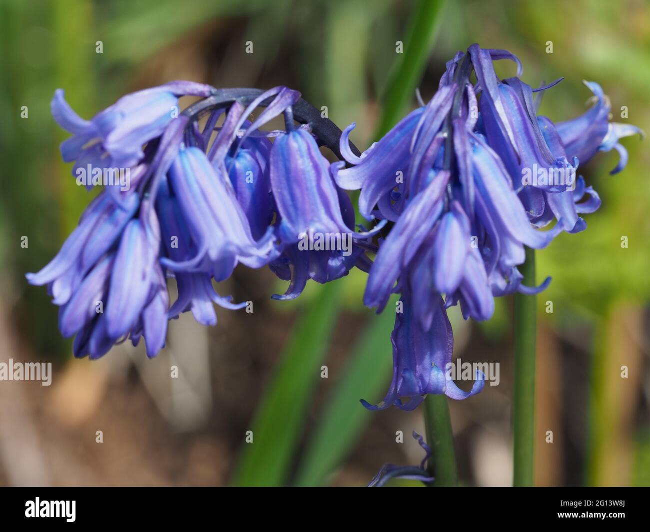 Bluebell nel hedgerow Foto Stock