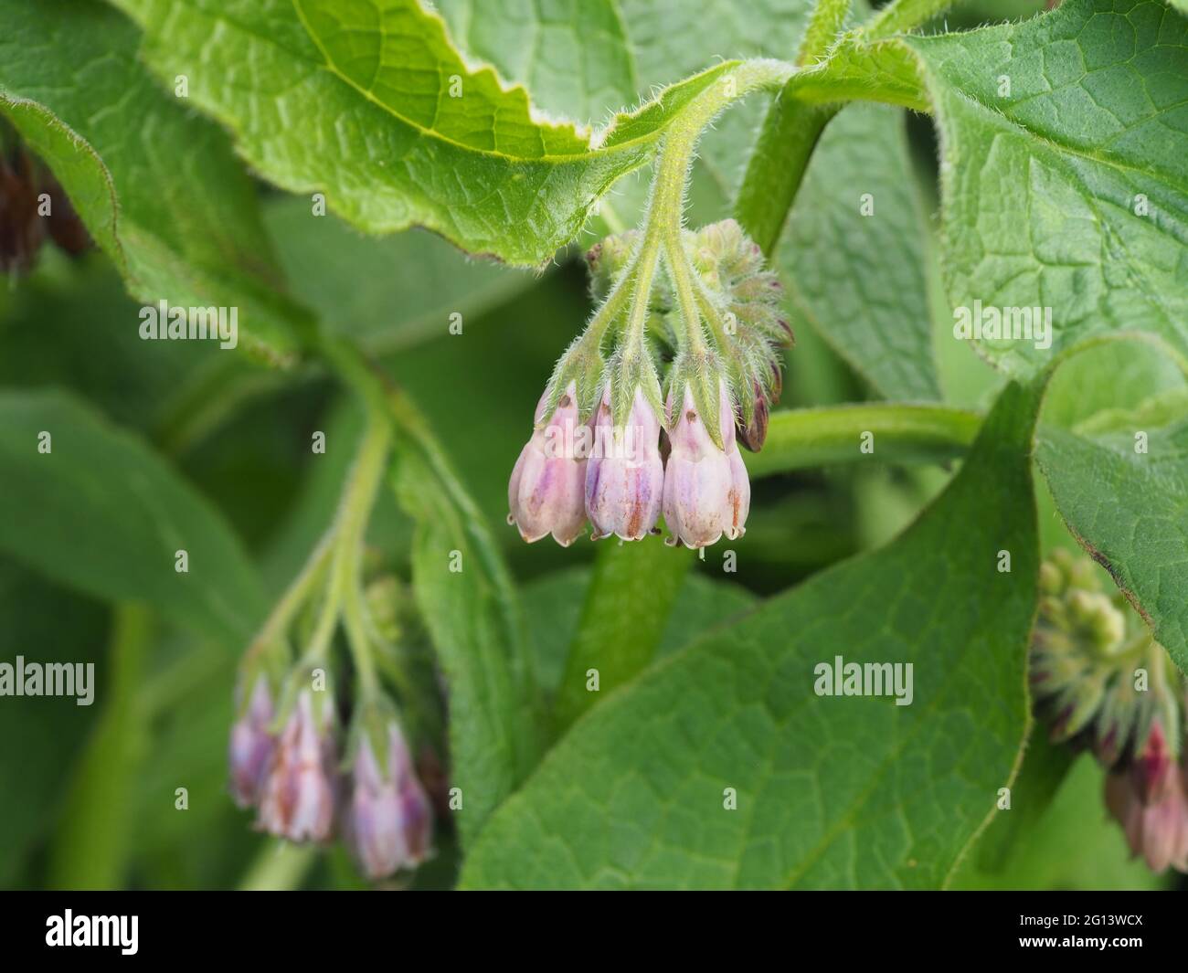 Comfrey comune con fiori rosa pallido Foto Stock