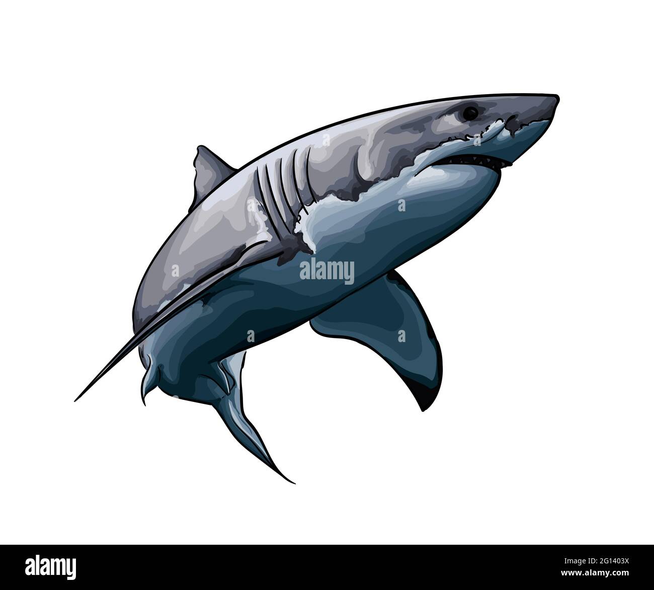 Grande squalo bianco da una spruzzata di acquerello, disegno colorato, realistico. Illustrazione vettoriale delle vernici Illustrazione Vettoriale