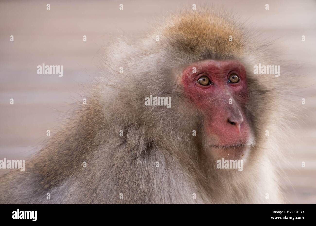 Ritratto di un Macaca Fuscata (scimmia giapponese della neve) Jigokudani Snow Monkey Park, Yudanaka, Giappone, Asia Foto Stock