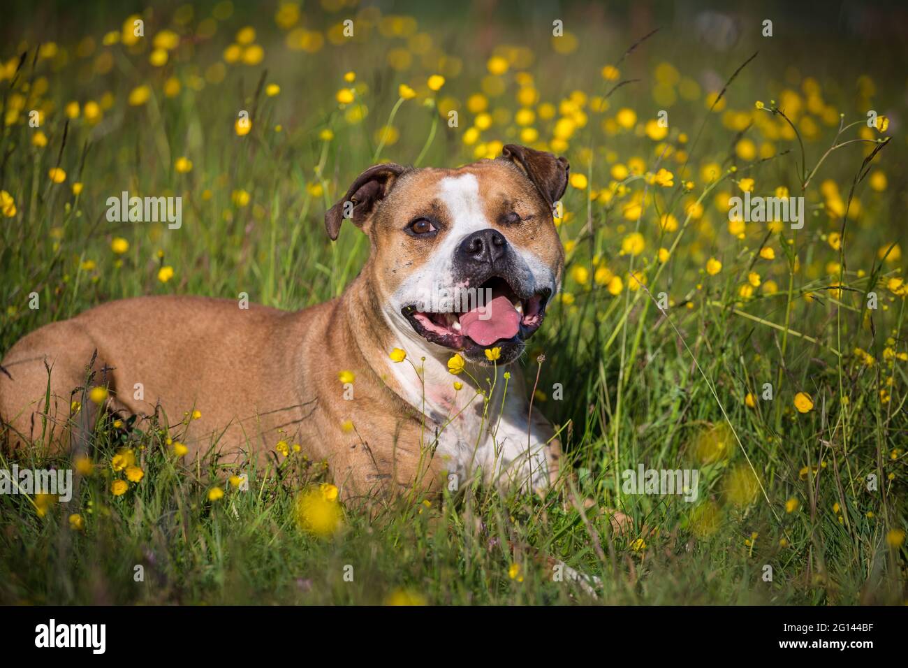 Bulldog in un campo di fiori Foto Stock