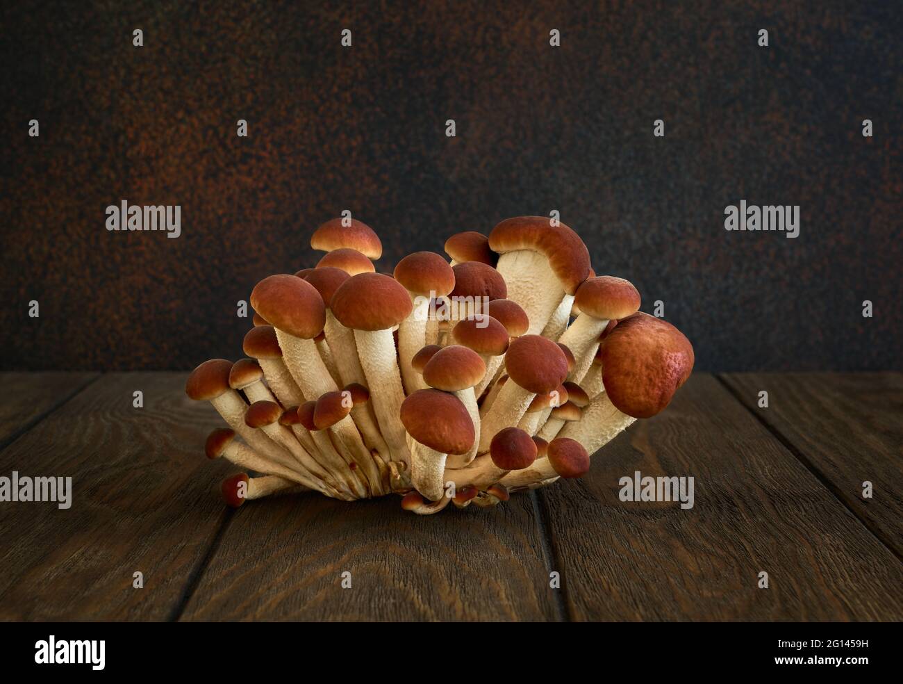 Funghi commestibili, agarici al miele da vicino su sfondo scuro Foto Stock