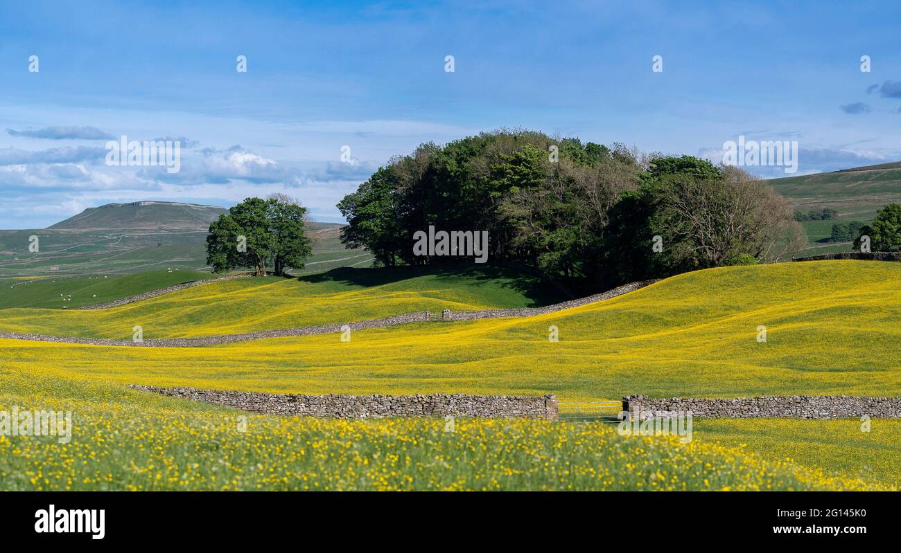 Wensleydale, Regno Unito. 04 giugno 2021. 4 giugno 2021, Hawes, Wensleydale, North Yorkshire. I prati di Wildflower nello Yorkshire Dales National Park si godono il tempo soleggiato, scoppiando in una vivace tonalità gialla, mentre i Buttercups nei tradizionali prati di fieno esplodono in piena fioritura. Credit: Wayne HUTCHINSON/Alamy Live News Foto Stock