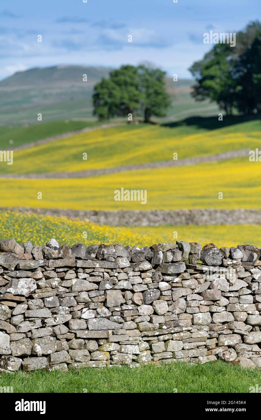 Wensleydale, Regno Unito. 04 giugno 2021. 4 giugno 2021, Hawes, Wensleydale, North Yorkshire. I prati di Wildflower nello Yorkshire Dales National Park si godono il tempo soleggiato, scoppiando in una vivace tonalità gialla, mentre i Buttercups nei tradizionali prati di fieno esplodono in piena fioritura. Credit: Wayne HUTCHINSON/Alamy Live News Foto Stock