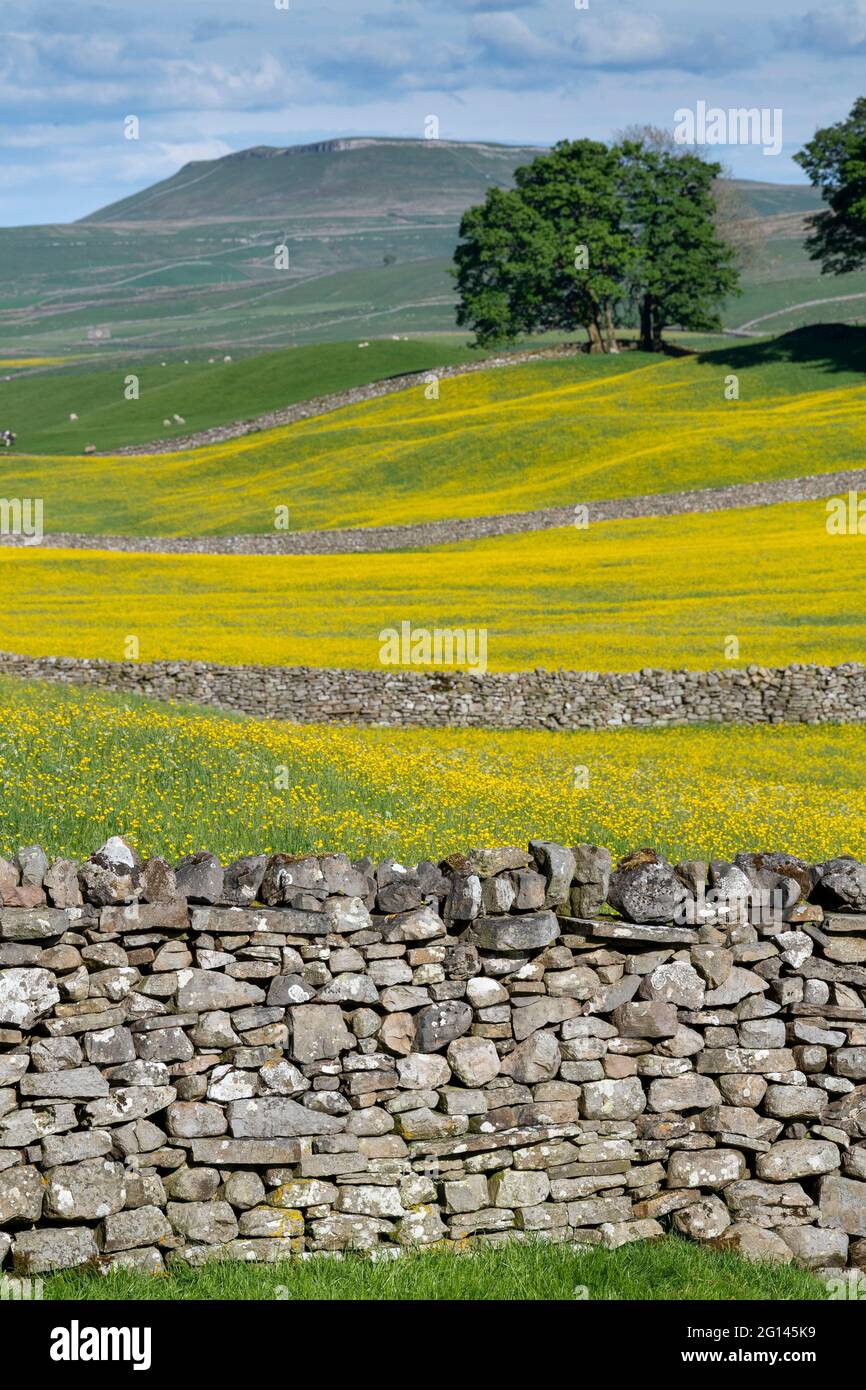 Wensleydale, Regno Unito. 04 giugno 2021. 4 giugno 2021, Hawes, Wensleydale, North Yorkshire. I prati di Wildflower nello Yorkshire Dales National Park si godono il tempo soleggiato, scoppiando in una vivace tonalità gialla, mentre i Buttercups nei tradizionali prati di fieno esplodono in piena fioritura. Credit: Wayne HUTCHINSON/Alamy Live News Foto Stock