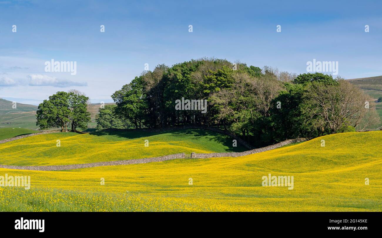 Wensleydale, Regno Unito. 04 giugno 2021. 4 giugno 2021, Hawes, Wensleydale, North Yorkshire. I prati di Wildflower nello Yorkshire Dales National Park si godono il tempo soleggiato, scoppiando in una vivace tonalità gialla, mentre i Buttercups nei tradizionali prati di fieno esplodono in piena fioritura. Credit: Wayne HUTCHINSON/Alamy Live News Foto Stock