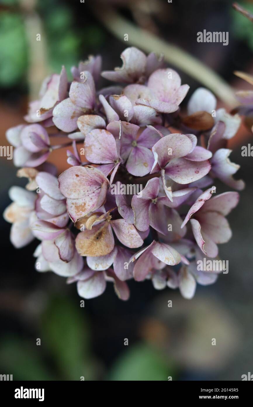 Ortensia Foto Stock