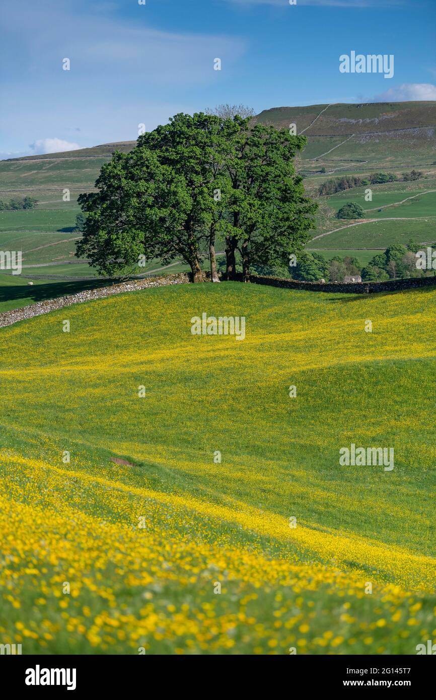 Wensleydale, Regno Unito. 04 giugno 2021. 4 giugno 2021, Hawes, Wensleydale, North Yorkshire. I prati di Wildflower nello Yorkshire Dales National Park si godono il tempo soleggiato, scoppiando in una vivace tonalità gialla, mentre i Buttercups nei prati di fieno tradizionali esplodono in piena fioritura. Credit: Wayne HUTCHINSON/Alamy Live News Foto Stock