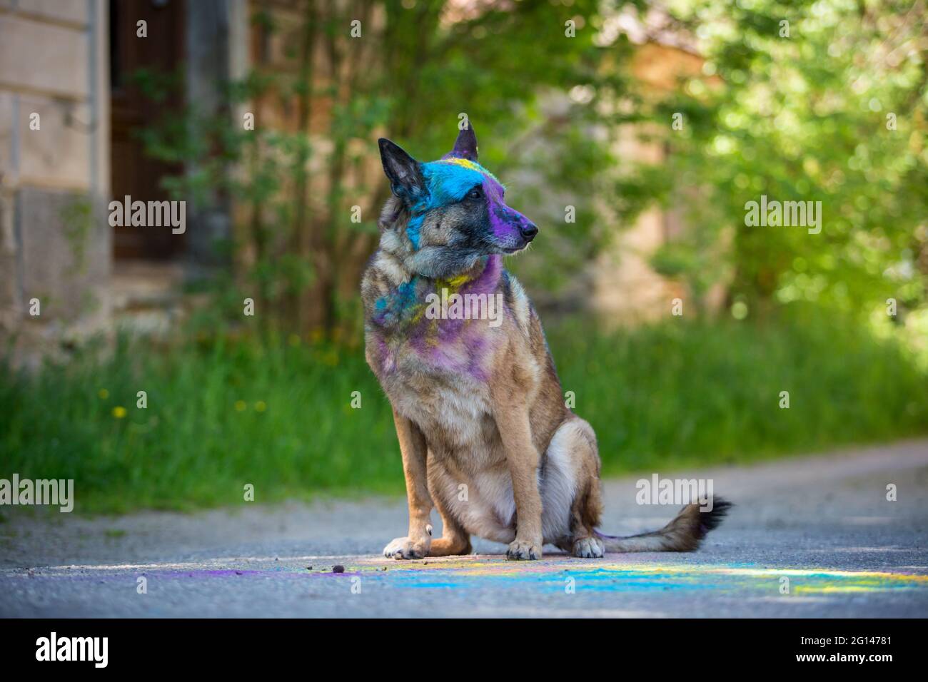 Vecchio cane Pastore Belga (Malinois), colorato con polvere holi Foto Stock