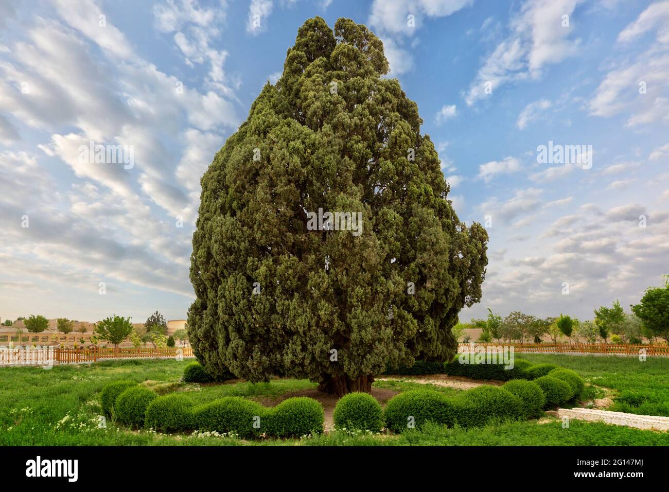 Vecchio cipresso conosciuto come cipresso zoroastriano nella città vecchia di Abarkooh in Iran. Si ritiene che l'albero abbia più di 4000 anni. Foto Stock