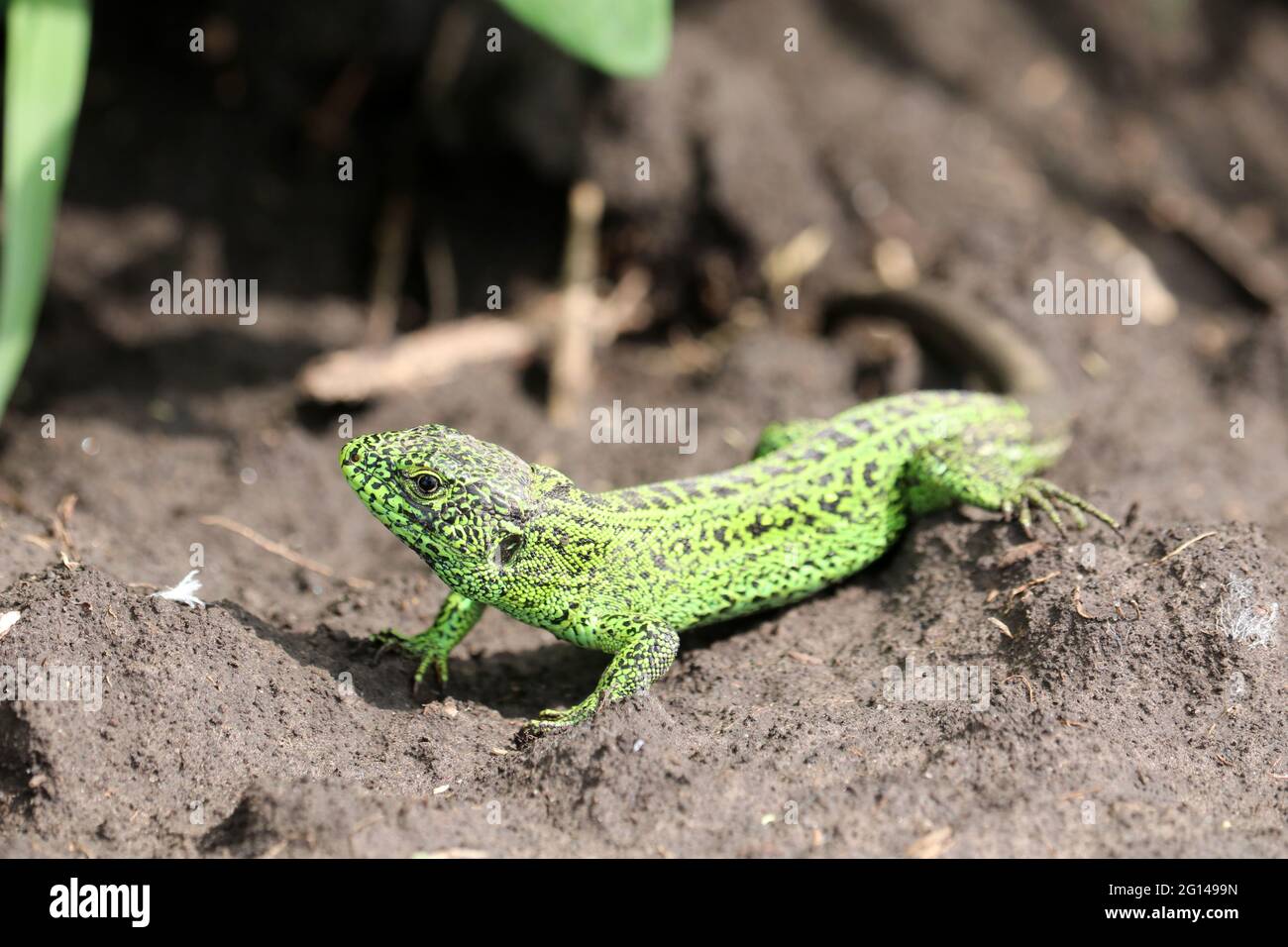 Lucertola verde a tutta lunghezza (Lacerta agilis Linnaeus). Messa a fuoco selettiva. Foto Stock