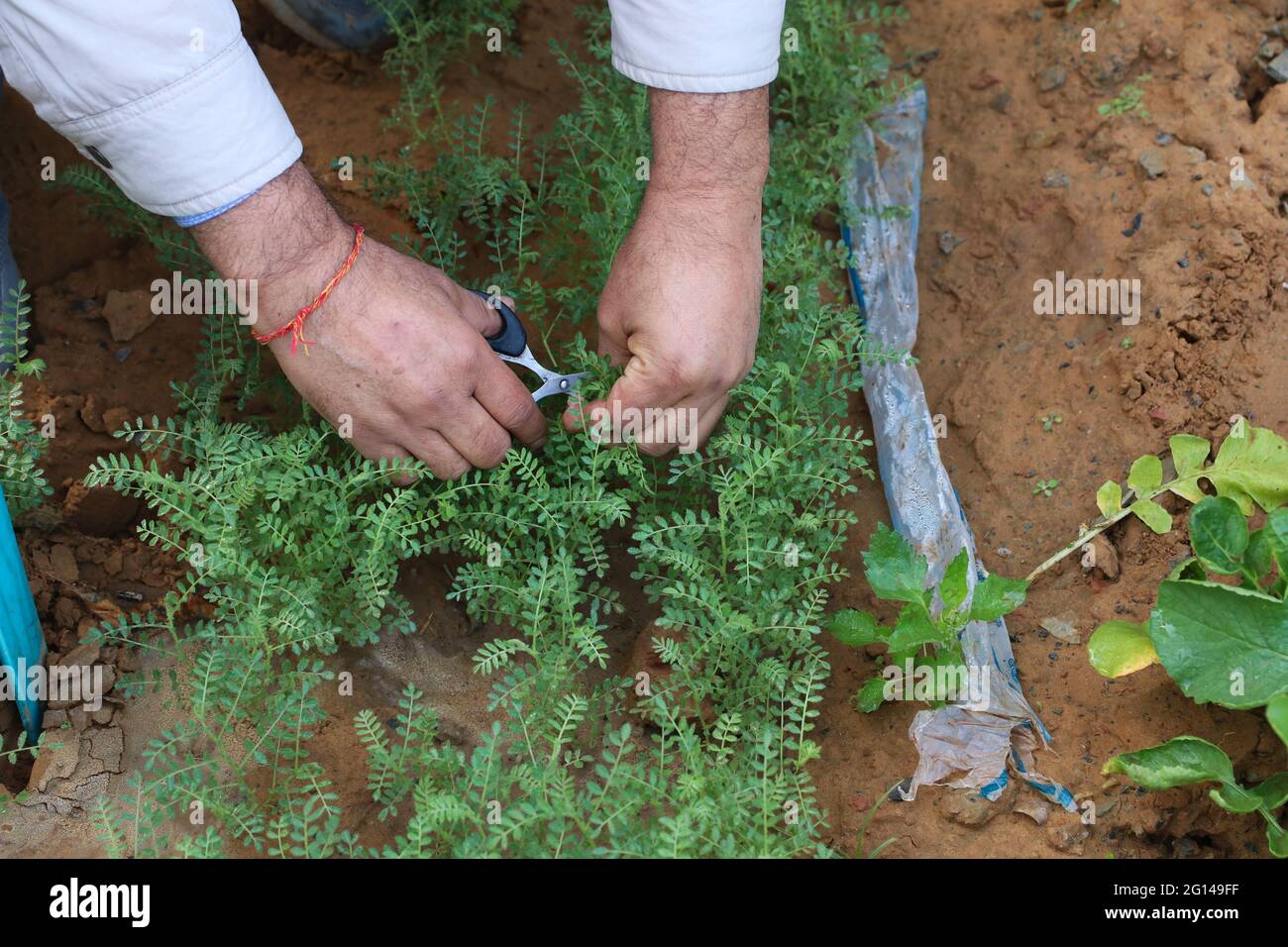 La mano maschio con forbici taglia i germogli freschi di chana nera, conosciuta come ceci o grammo di bengala. Haryana, India. Foto Stock