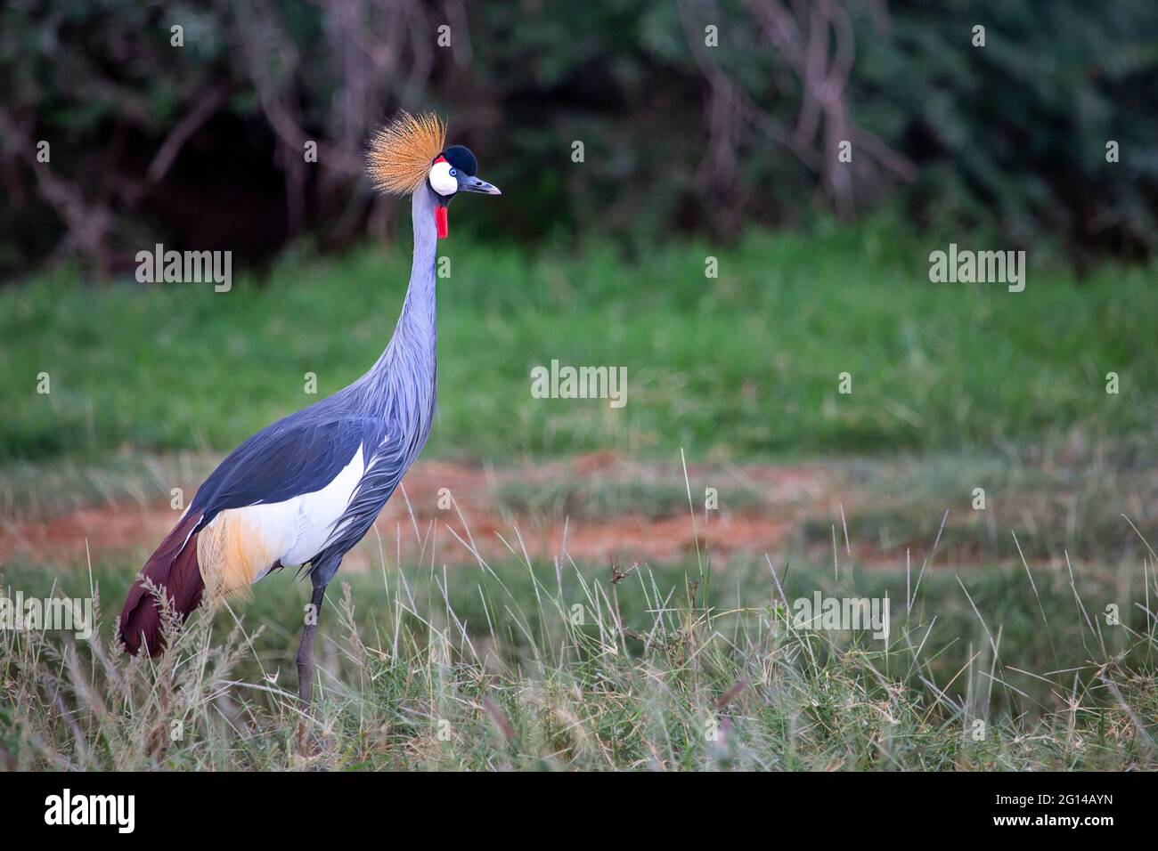 Gru coronata conosciuta anche come Crane crestate a Samburu, Kenya, Africa Foto Stock