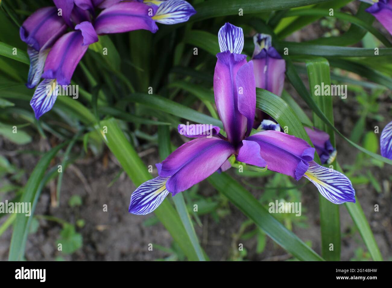 Iris graminea su sfondo sfocato. Fiori blu e violacei, quasi nascosti da foglie strette e erbose, e una fragranza profumata di prugna. È coltivato Foto Stock