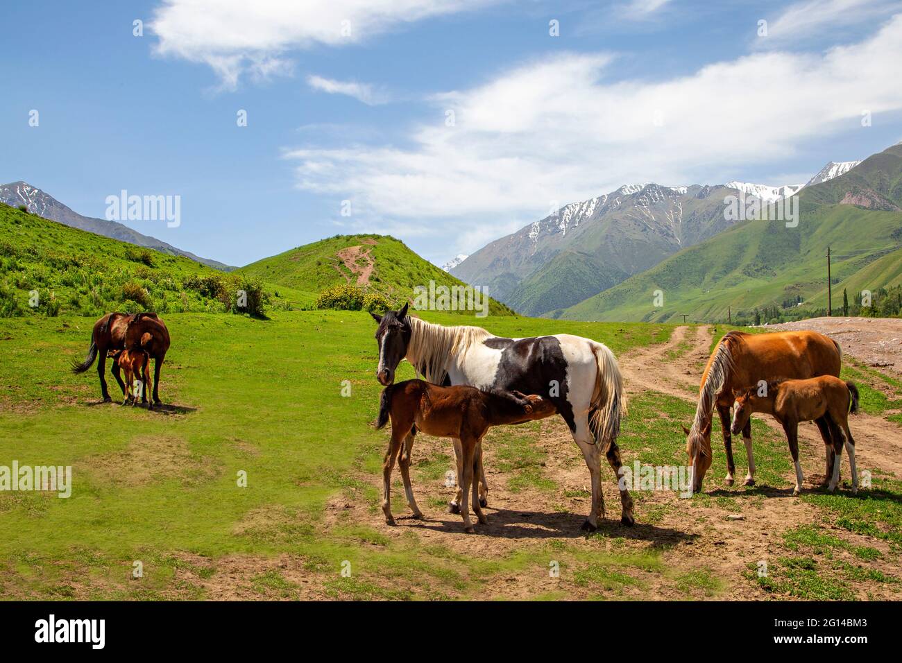 Femmine di cavalli che allattano i foals in Kirghizistan Foto Stock