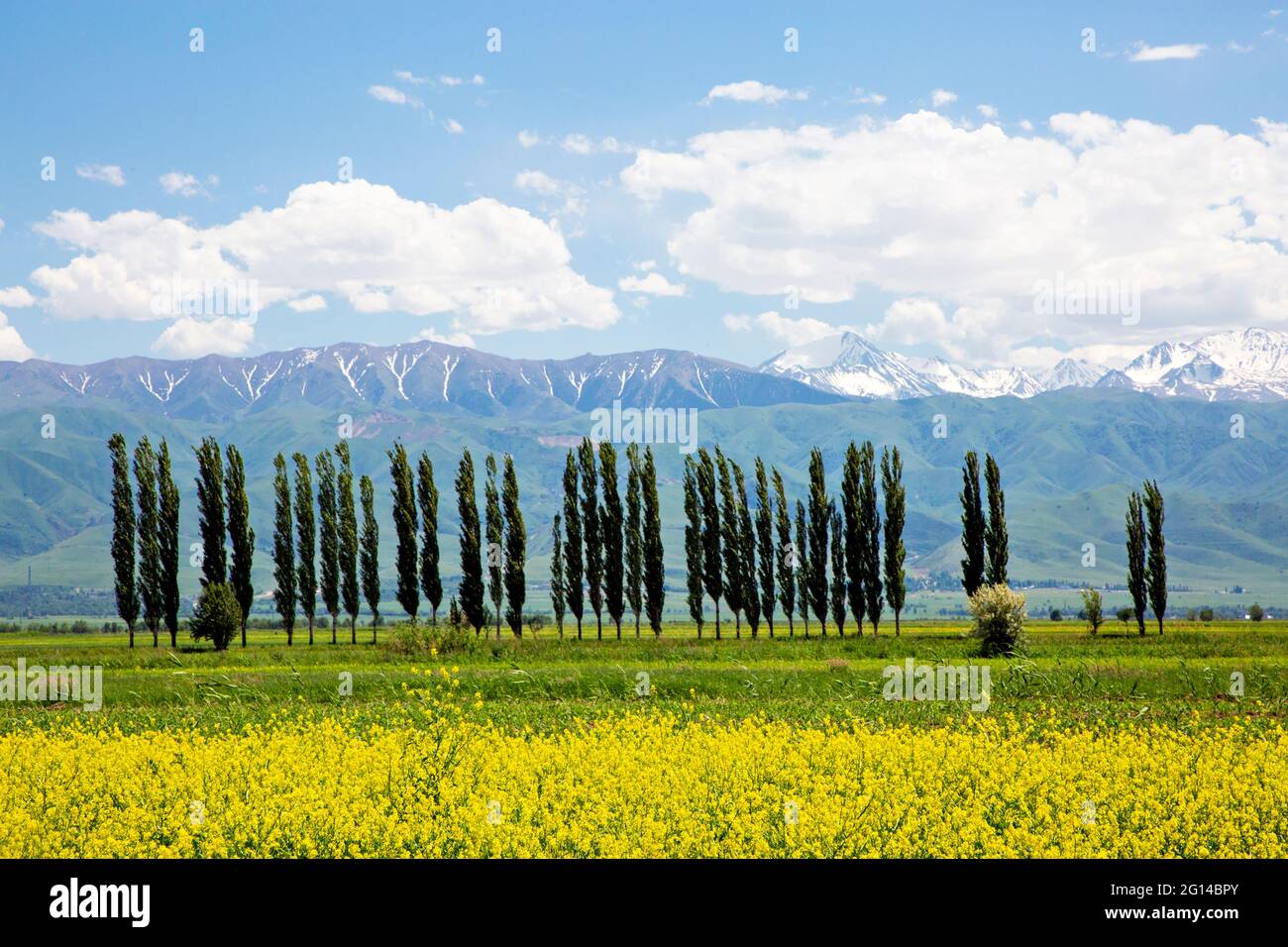 Fila di alberi di pioppo con fiori primaverili e montagne innevate in campagna, Kirghizistan Foto Stock