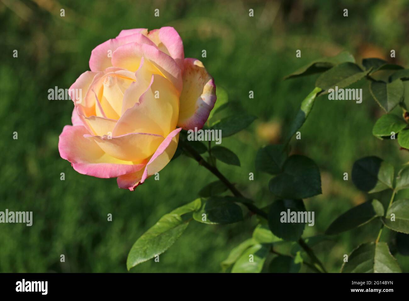Rosa fiore su sfondo sfocato. Messa a fuoco selettiva. Spazio di copia. Foto Stock