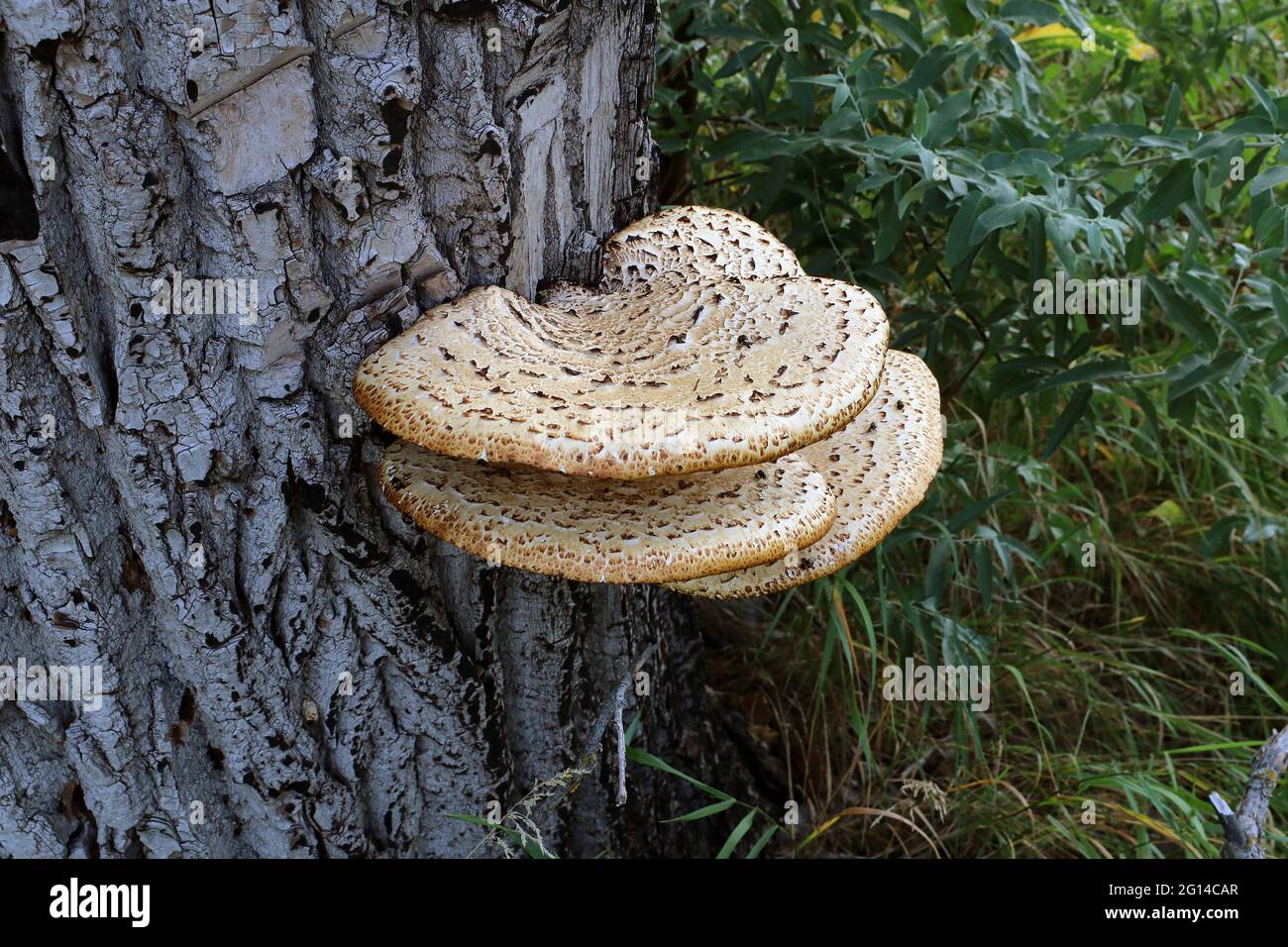 Chaga Mushroom sull'albero. Grandi funghi di albero crebbero sul tronco di un albero. Foto Stock