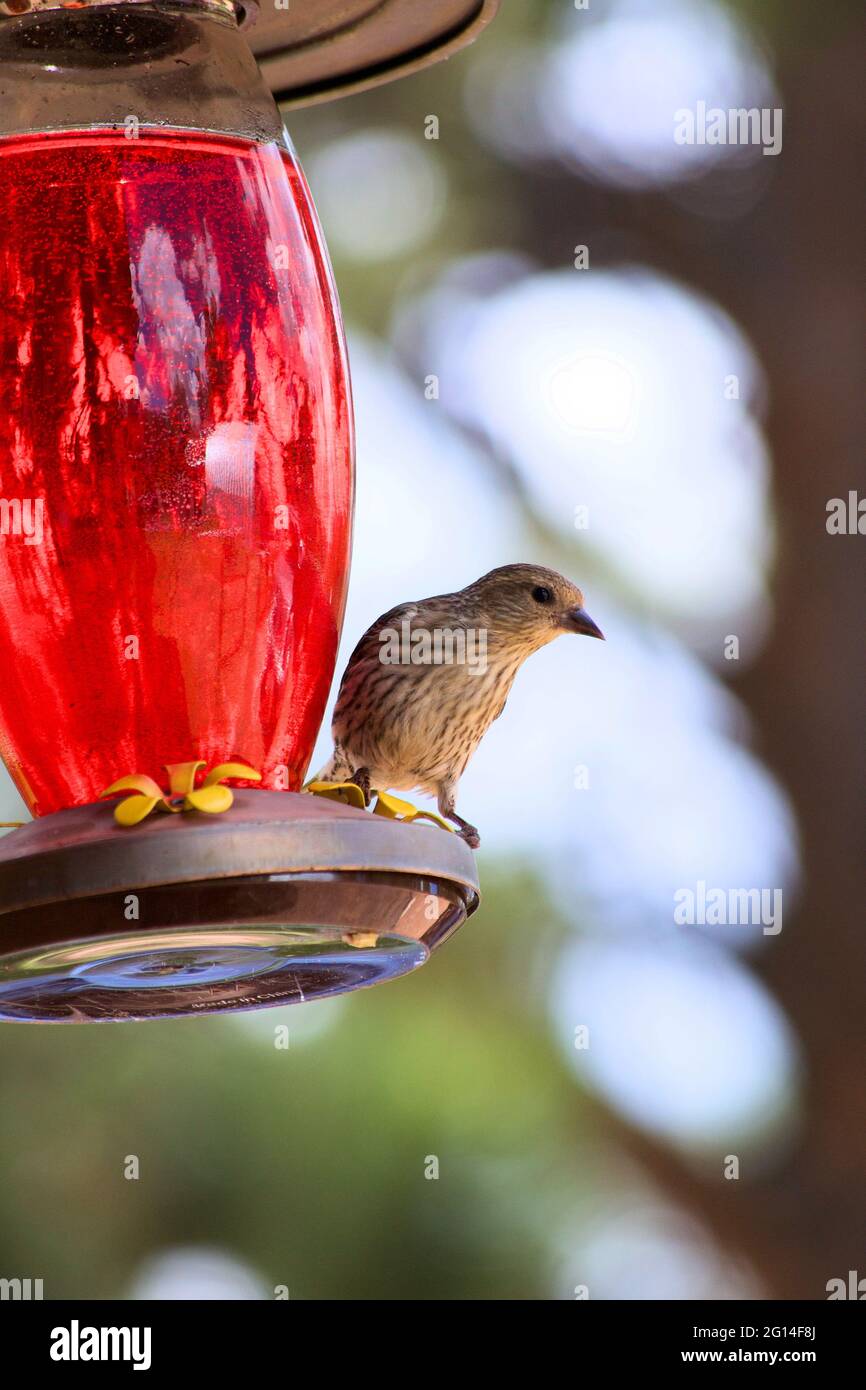 Il passero Vesper si riposa su un alimentatore di uccelli. Foto Stock